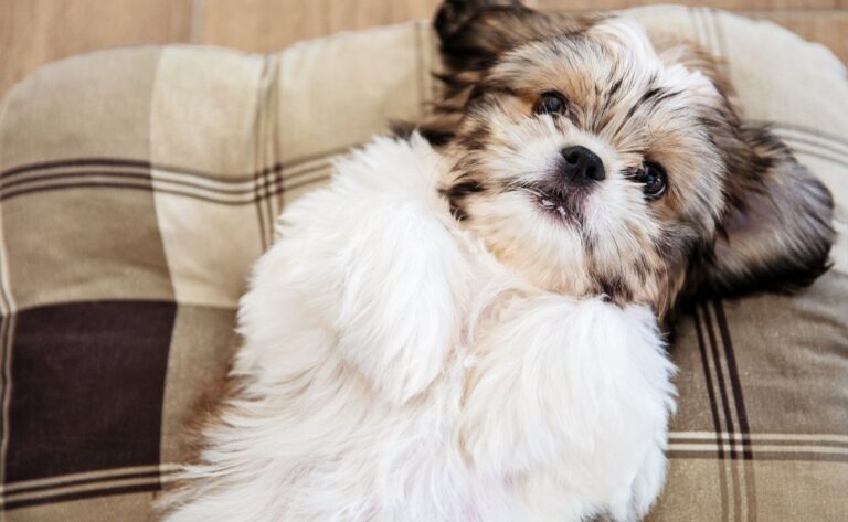 Best pets for apartments