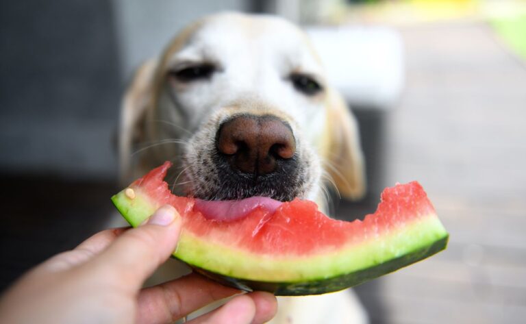 5 Fruits Perfect For Dogs (And 2 To AVOID!)