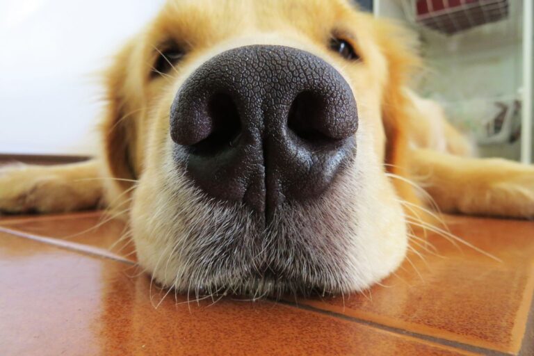 7 Hacks for Golden Retriever Owners That Will Make Your Life Easier