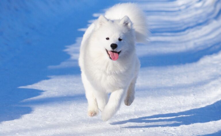 How to Train Your Samoyed: 6 Tips for Handling the Fluffy Ball of Energy