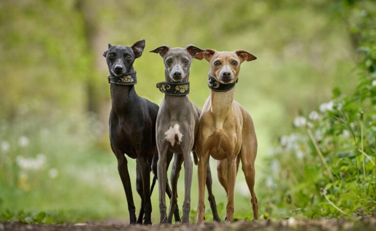 How to Train Your Whippet: 6 Tips for Taming the Speedy Sweetheart