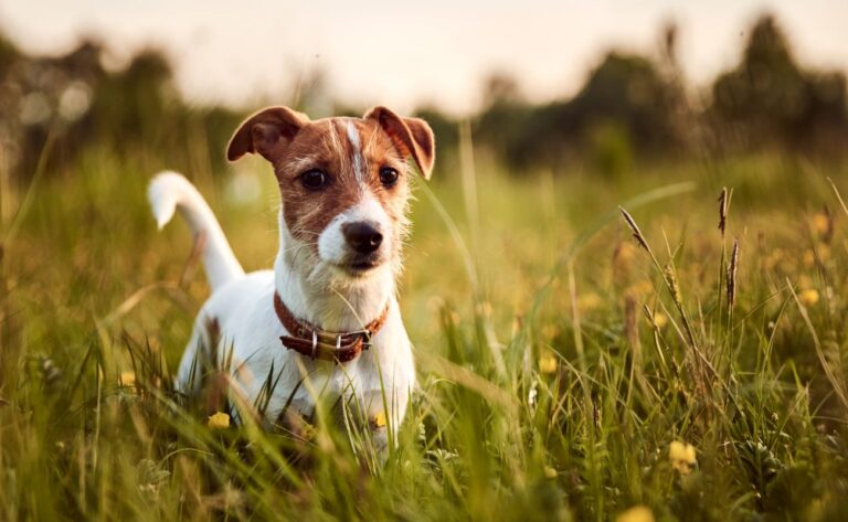 How To Train A Jack Russell Terrier – 6 Tips