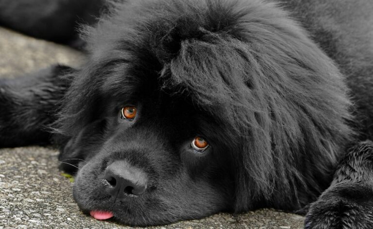 How to Train Your Newfoundland: 6 Tips for Taming the Gentle Giant