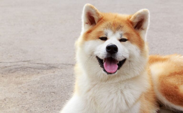 How to Train Your Akita: 6 Tips for Handling the Samurai of the Dog World