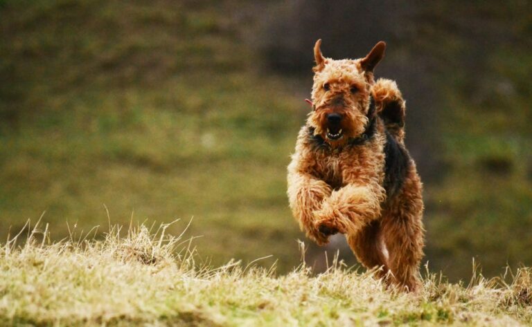 How to Train Your Airedale Terrier: 6 Tips for Taming the King of Terriers