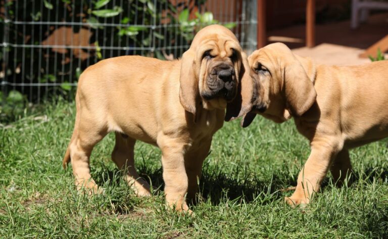How to Train Your Bloodhound: 6 Tips for Handling the Nose That Knows