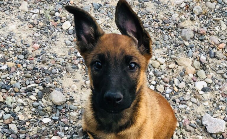 How To Train Your Belgian Malinois: 6 Tips For Taming This Dog