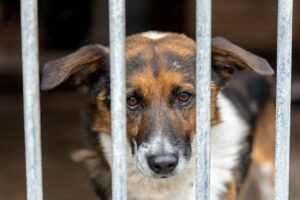 Can Dogs Get Jealous? - Smart Dog Learning