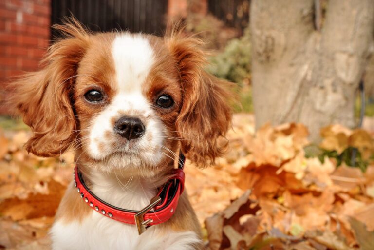Your Dog Is Shaking? Here's Why
