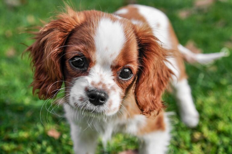 10 Biggest Mistakes Of Dog Owners