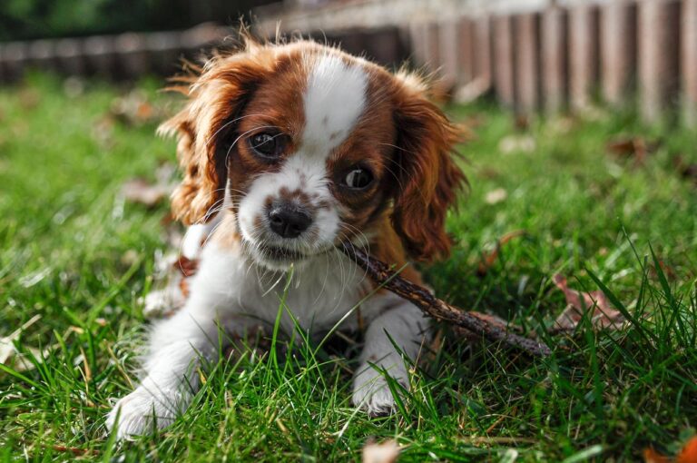 How To Decode Your Dog's Body Language