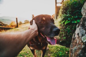 Can Dogs Get Jealous? - Smart Dog Learning
