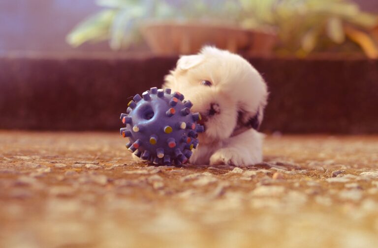 How To Choose The Best Toys For Your Dog