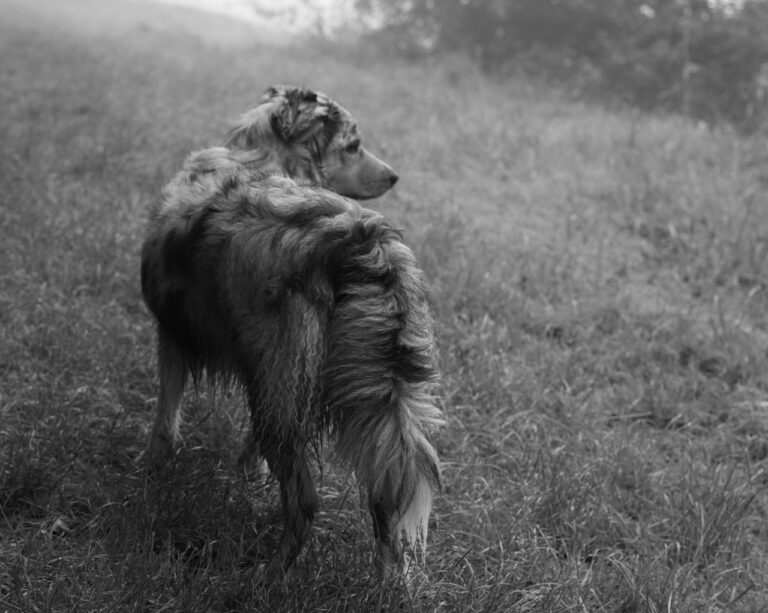 How To Deal With Dog Death