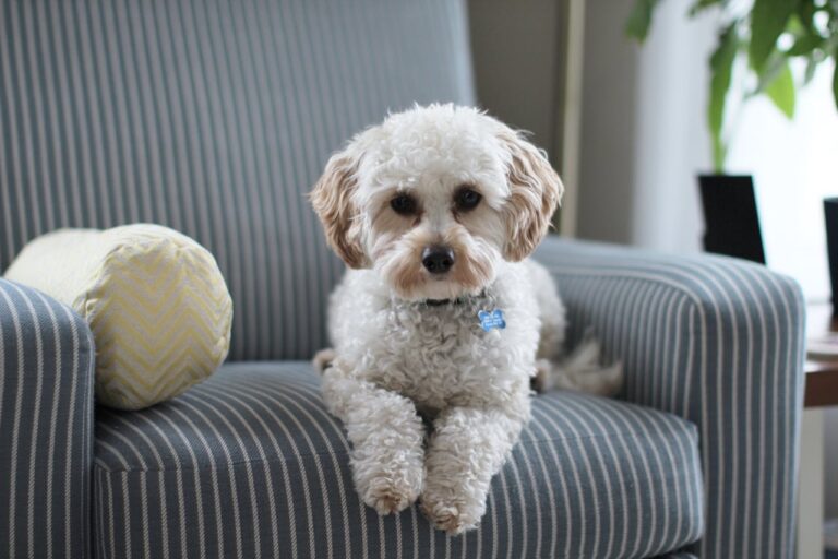 How To Raise The IQ Of Your Dog: Boost Their Brainpower!