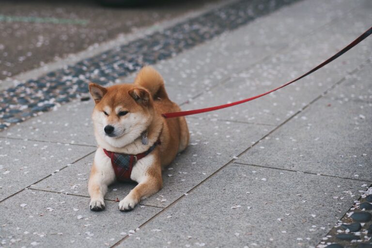 How To Train Your Shiba Inu