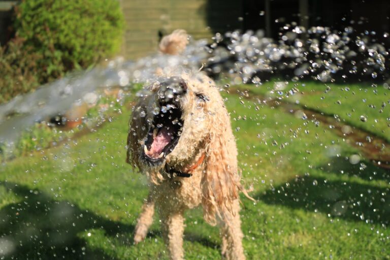 My Dog Doesn't Drink Water – Now What?