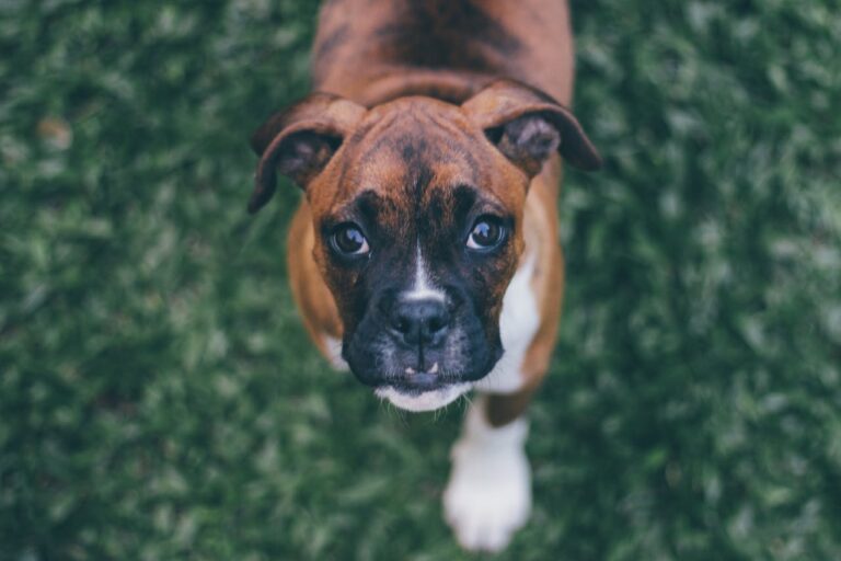 How To Train A Boxer Dog