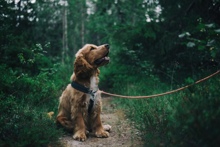 Simple Trick To Get Rid Of Dog Smell