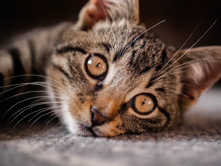 How To Clean Cat Pee Out Of Couch