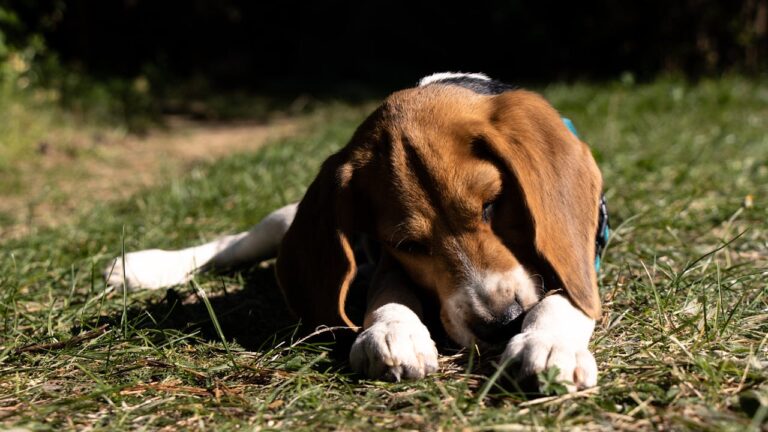 What To Do When Your Dog Is Throwing Up