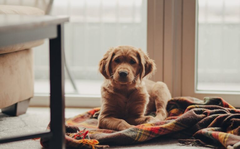 How To Get Rid Of Dog Smell From Your House