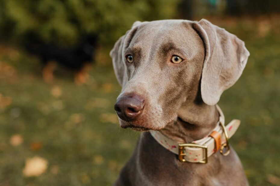 Picture of How to Train Your Weimaraner: 5 Essential Tips for Success - Smart Dog ...