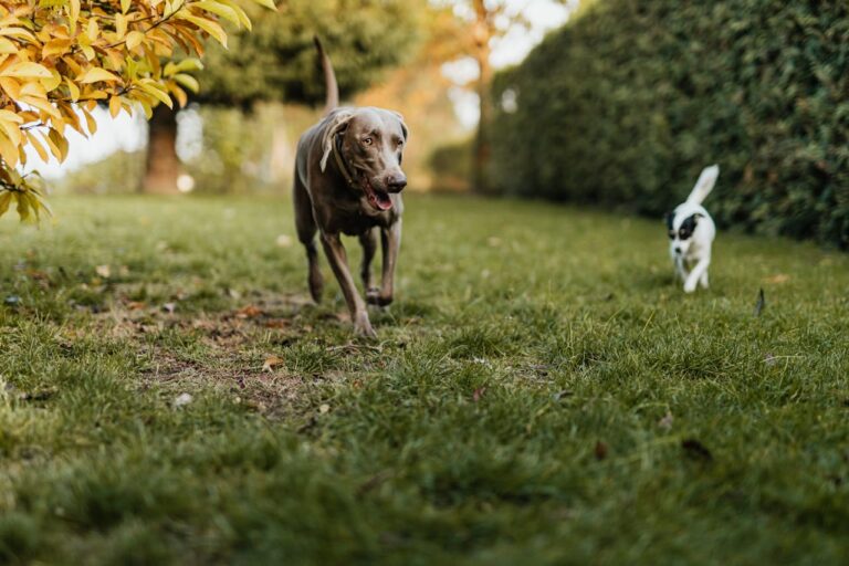How to Train Your Weimaraner: 5 Essential Tips for Success