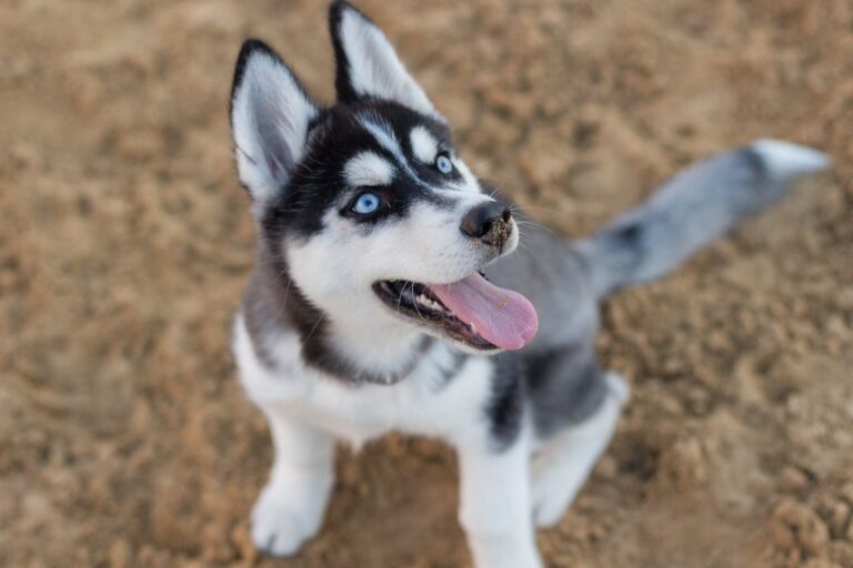 How To Train An Alaskan Malamute