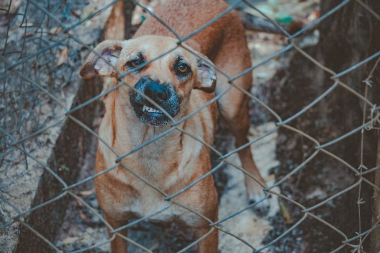 How To Deal With An Aggressive Dog
