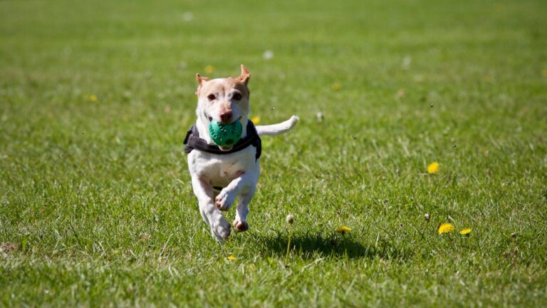 How To Clean Dog Toys