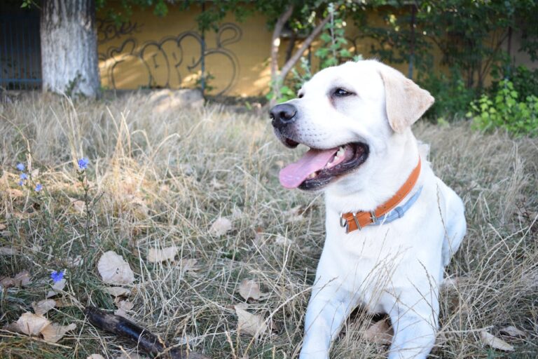 How To Make Your Labrador Smart