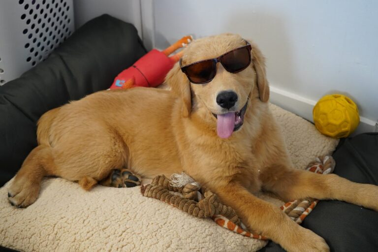 10 Essential Things Every Golden Retriever Owner Needs