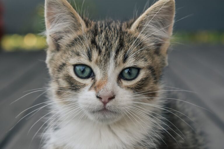 How To Clean Cat Poop From Carpet