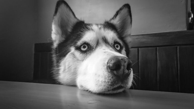 10 Best Probiotics for Siberian Huskies