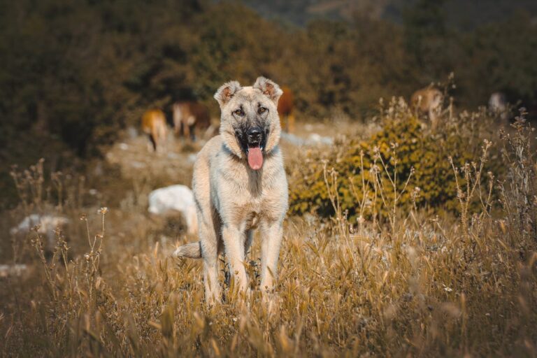 How To Raise The IQ Of Your Dog
