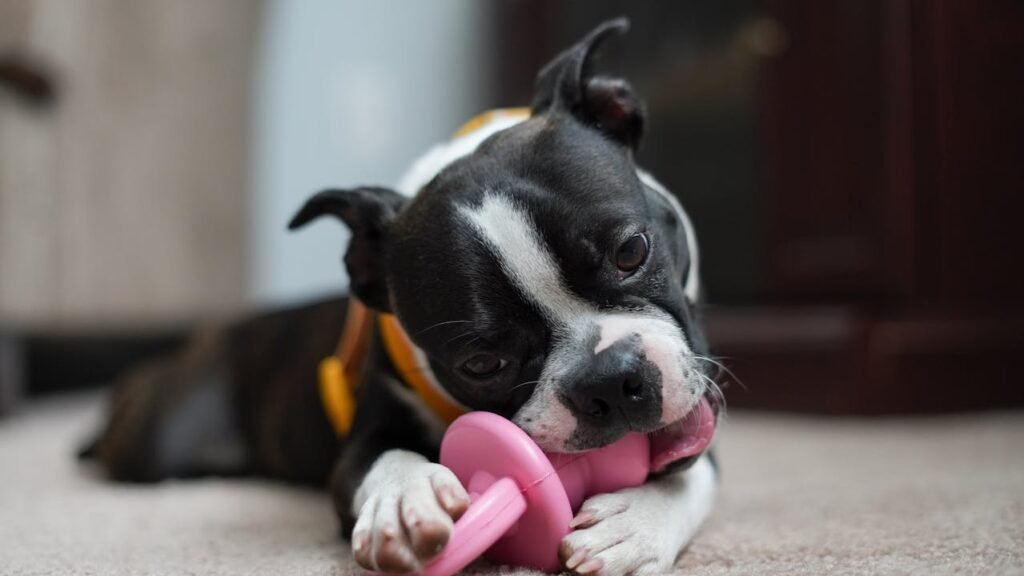 How To Clean Dog Pee Out Of A Mattress - Smart Dog Learning