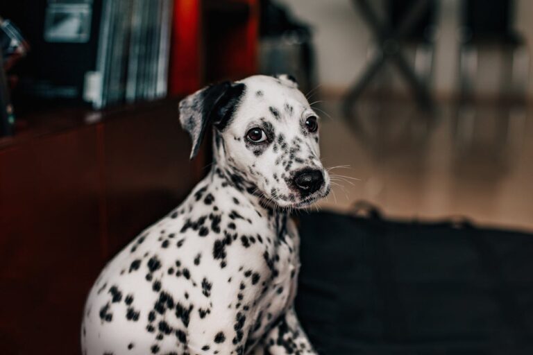 How to Train Your Dalmatian