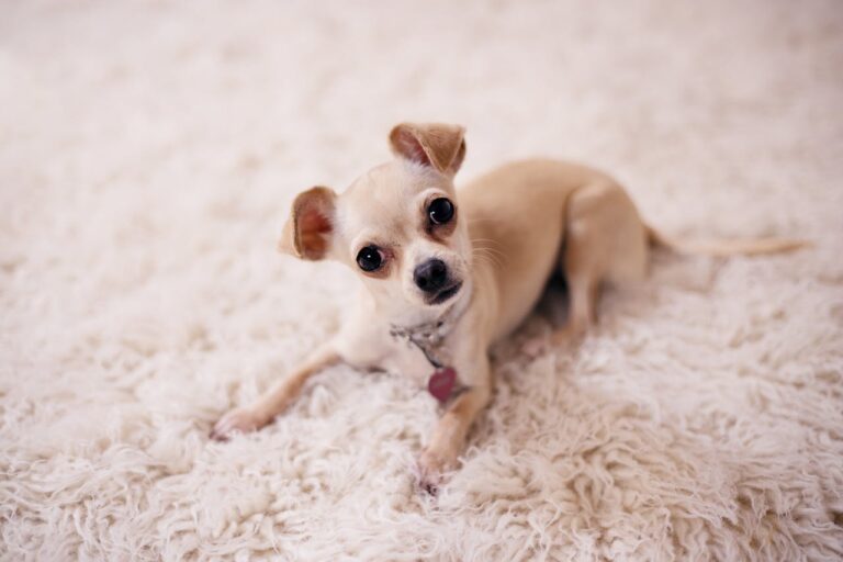 10 Best Probiotics for Chihuahuas