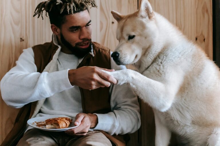 How To Become A 10/10 Dog Owner