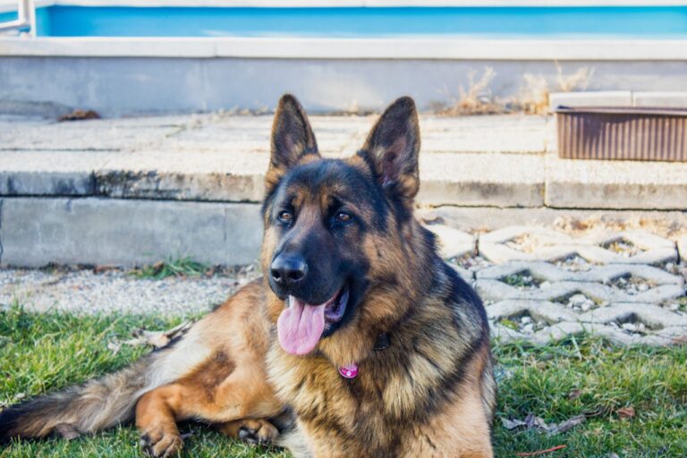10 Best Probiotics for German Shepherds