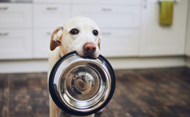 7-Day Dog Training Plan: A Simple Guide to Get Your Dog On Track