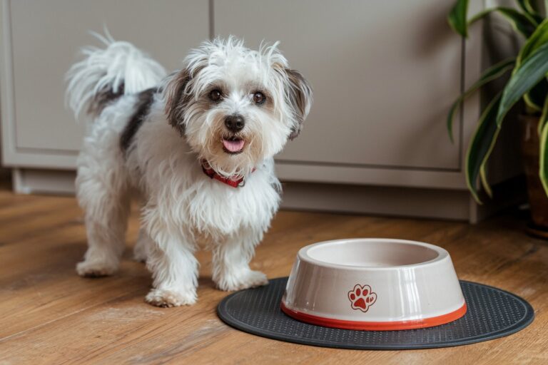5 DIY Natural Dog Treats For Your Pup
