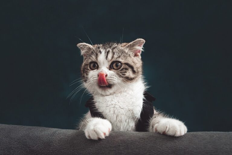 How to Clean Cat Pee Out of Carpet: Step-by-Step Guide