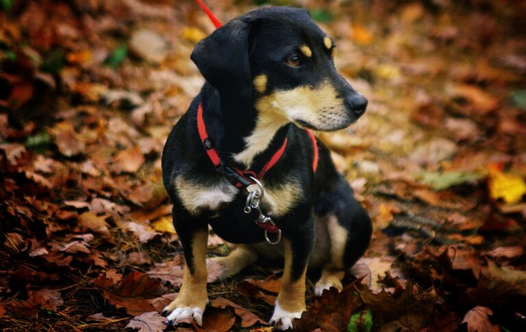 How to Train a 6-Month-Old Dog: 7 Essential Tips