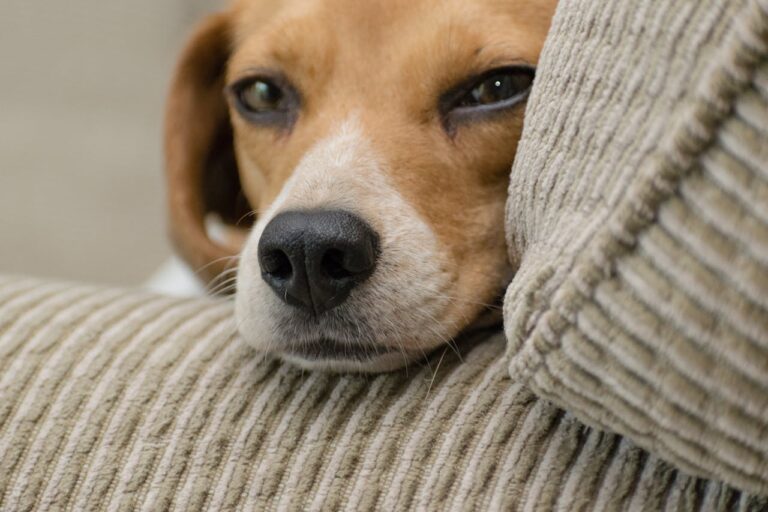 How To Train a Stubborn Beagle: Expert Tips