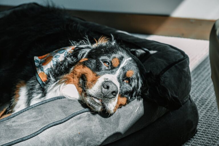 How to Clean Dog Pee Smell Out of a Couch
