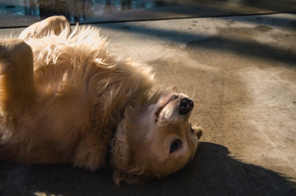 How to Train a Stubborn Golden Retriever: Pro Tips