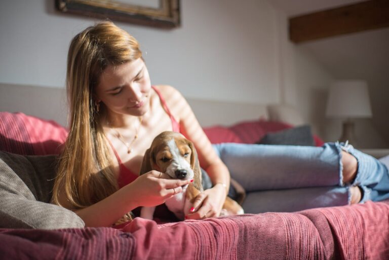 How to Be a 10/10 Beagle Owner 🐾