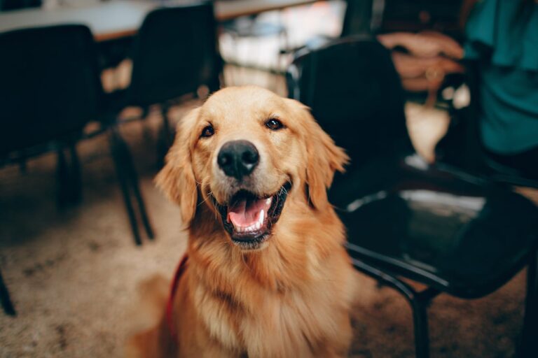 How To Be A 10/10 Labrador Retriever Owner 🐾